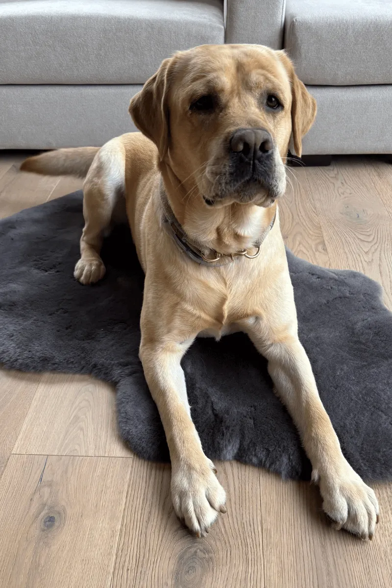 Liegedecke für Hunde aus Merinofell – Bild 4