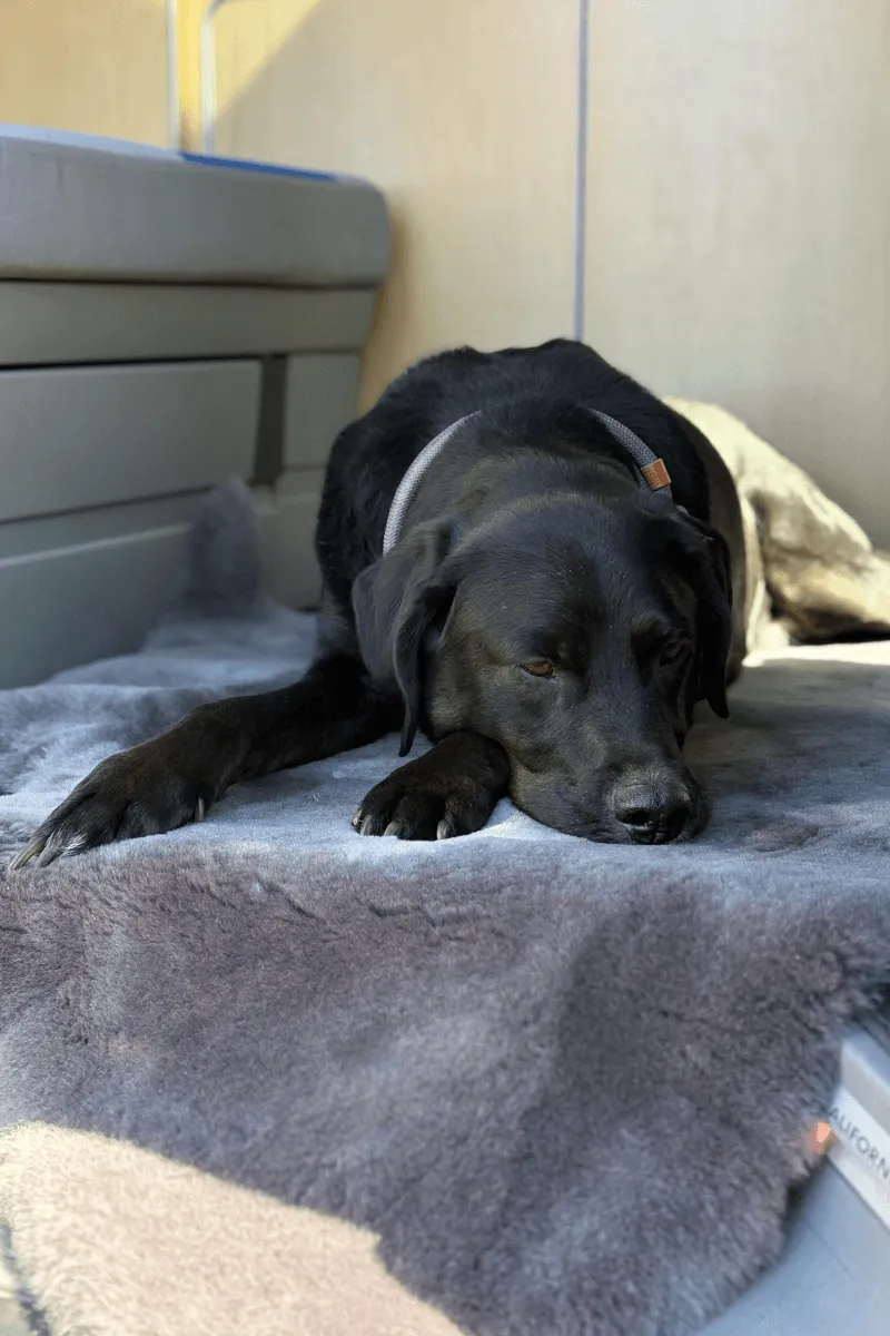 Liegedecke für Hunde aus Merinofell – Bild 6