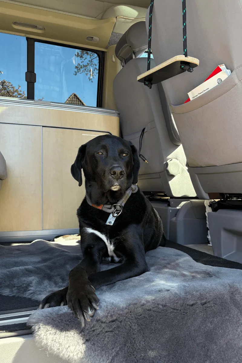 Liegedecke für Hunde aus Merinofell – Bild 3