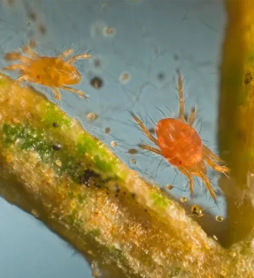 Phytoseiulus-Raubmilben – 1000Stück – Bild 3