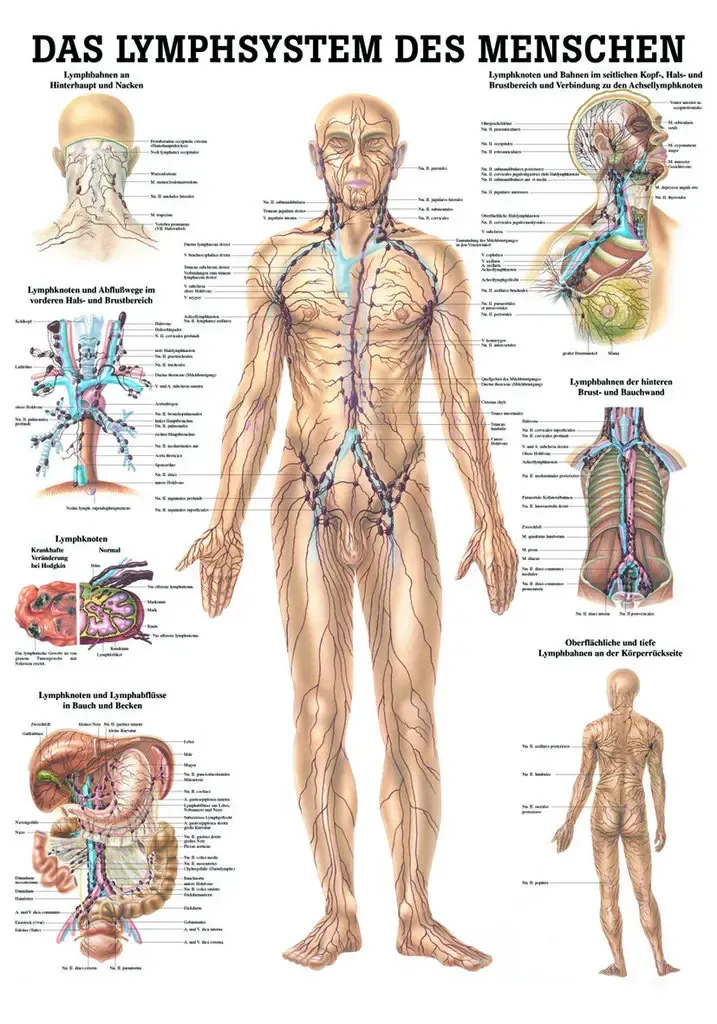 Lehrtafel ‚Das Lymphsystem des Menschen‘ laminiert